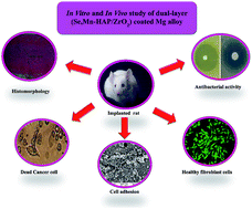 Graphical abstract: Retracted Article: Smart rose flower like bioceramic/metal oxide dual layer coating with enhanced anti-bacterial, anti-cancer, anti-corrosive and biocompatible properties for improved orthopedic applications