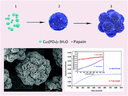 Graphical abstract: Hierarchical assembly of enzyme-inorganic composite materials with extremely high enzyme activity