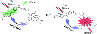 Graphical abstract: Computational design of a two-photon excited FRET-based ratiometric fluorescent Cu2+ probe for living cell imaging