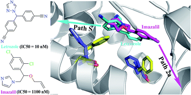 Graphical abstract: Computational insights into inhibitory mechanism of azole compounds against human aromatase