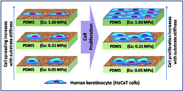 Graphical abstract: Substrate stiffness does affect the fate of human keratinocytes
