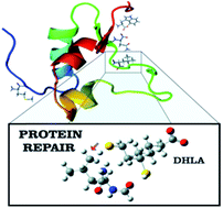 Graphical abstract: Modelling the chemical repair of protein carbon-centered radicals formed via oxidative damage with dihydrolipoic acid