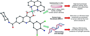 Graphical abstract: Copper(ii) quinolinonato-7-carboxamido complexes as potent antitumor agents with broad spectra and selective effects