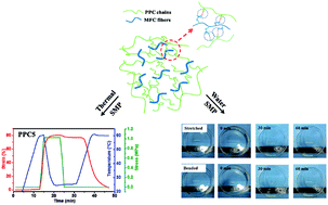 Graphical abstract: Microfibrillated cellulose reinforced bio-based poly(propylene carbonate) with dual-responsive shape memory properties