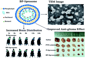 Graphical abstract: Co-encapsulation of borneol and paclitaxel by liprosomes improved anti-tumor effect in a xenografted glioma model