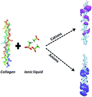 Graphical abstract: Phosphonium based ionic liquids-stabilizing or destabilizing agents for collagen?