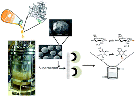 Graphical abstract: Evaluation of the performance of differently immobilized recombinant lipase B from Candida antarctica preparations for the synthesis of pharmacological derivatives in organic media
