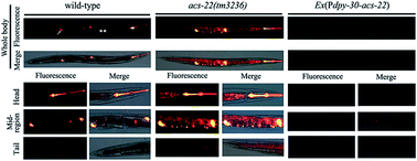 Graphical abstract: ACS-22, a protein homologous to mammalian fatty acid transport protein 4, is essential for the control of the toxicity and translocation of multi-walled carbon nanotubes in Caenorhabditis elegans