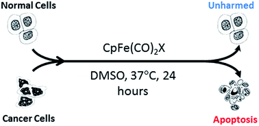 Graphical abstract: Cyclopentadienyl iron dicarbonyl (CpFe(CO)2) derivatives as apoptosis-inducing agents