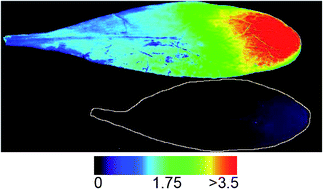 Graphical abstract: Elemental imaging of leaves from the metal hyperaccumulating plant Noccaea caerulescens shows different spatial distribution of Ni, Zn and Cd