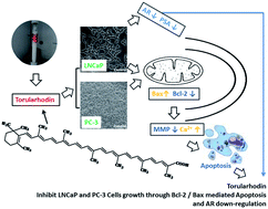 Graphical abstract: Torularhodin, isolated from Sporidiobolus pararoseus, inhibits human prostate cancer LNCaP and PC-3 cell growth through Bcl-2/Bax mediated apoptosis and AR down-regulation