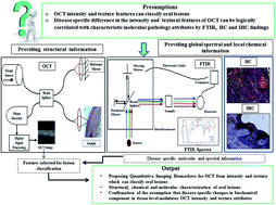 Graphical abstract: Global spectral and local molecular connects for optical coherence tomography features to classify oral lesions towards unravelling quantitative imaging biomarkers