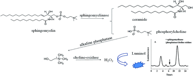 Graphical abstract: Analysis of sphingomyelin in plasma membrane at single cells using luminol electrochemiluminescence