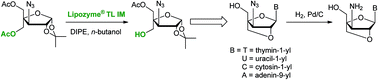 Graphical abstract: Synthesis of 3′-azido/-amino-xylobicyclonucleosides