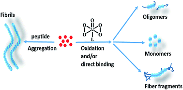 Graphical abstract: Influence of oxodiperoxovanadate complexes on prion neuropeptide fibril formation