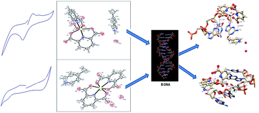 Graphical abstract: Isolation of proton transfer complexes containing 4-picolinium as cation and pyridine-2,6-dicarboxylate complex as anion: crystallographic and spectral investigations, antioxidant activities and molecular docking studies