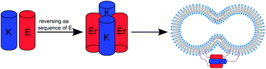 Graphical abstract: A non-zipper-like tetrameric coiled coil promotes membrane fusion