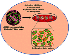 Graphical abstract: Cell-laden alginate/polyacrylamide beads as carriers for stem cell delivery: preparation and characterization