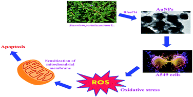 Graphical abstract: Biogenic gold nanoparticles induce cell cycle arrest through oxidative stress and sensitize mitochondrial membranes in A549 lung cancer cells