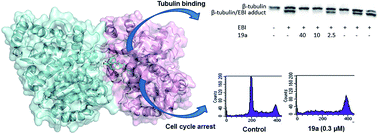 Graphical abstract: Targeting the colchicine site in tubulin through cyclohexanedione derivatives