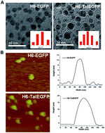 Graphical abstract: A tumor-targeting protein nanoparticle based on Tat peptide and enhanced green fluorescent protein