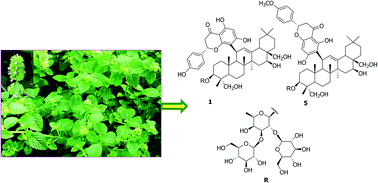Graphical abstract: Clinoposides A–F: meroterpenoids with protective effects on H9c2 cardiomyocyte from Clinopodium chinense