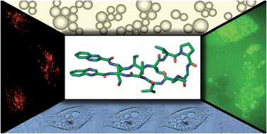 Graphical abstract: A new quinoxaline-containing peptide induces apoptosis in cancer cells by autophagy modulation
