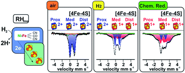 Graphical abstract: Cofactor composition and function of a H2-sensing regulatory hydrogenase as revealed by Mössbauer and EPR spectroscopy