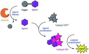 Graphical abstract: Signal transduction and amplification through enzyme-triggered ligand release and accelerated catalysis