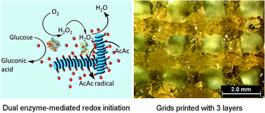 Graphical abstract: Printable hybrid hydrogel by dual enzymatic polymerization with superactivity