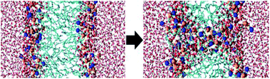Graphical abstract: Effect of lipid peroxidation on membrane permeability of cancer and normal cells subjected to oxidative stress