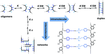 Graphical abstract: Cooperative duplex formation by synthetic H-bonding oligomers