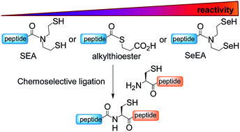 Graphical abstract: Accelerating chemoselective peptide bond formation using bis(2-selenylethyl)amido peptide selenoester surrogates