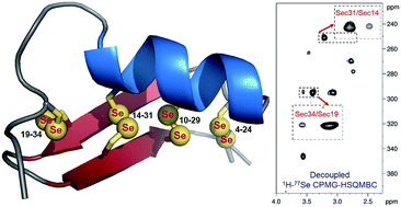 Graphical abstract: Probing pattern and dynamics of disulfide bridges using synthesis and NMR of an ion channel blocker peptide toxin with multiple diselenide bonds