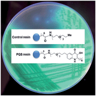 Graphical abstract: A new Pseudomonas quinolone signal (PQS) binding partner: MexG