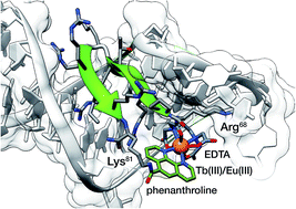 Graphical abstract: Coupling the folding of a β-hairpin with chelation-enhanced luminescence of Tb(iii) and Eu(iii) ions for specific sensing of a viral RNA