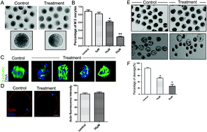 Graphical abstract: Altered oxidative stress, apoptosis/autophagy, and epigenetic modifications in Zearalenone-treated porcine oocytes