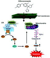 Graphical abstract: The Involvement of ER-stress and ROS Generation in Difenoconazole-Induced Hepatocellular Toxicity