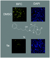 Graphical abstract: Structure-based screening and optimization of cytisine derivatives as inhibitors of the menin–MLL interaction