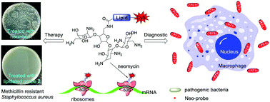 Graphical abstract: Aminoglycoside-based novel probes for bacterial diagnostic and therapeutic applications