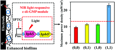 Graphical abstract: A near-infrared light responsive c-di-GMP module-based AND logic gate in Shewanella oneidensis