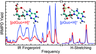 Graphical abstract: Protonation induces base rotation of purine nucleotides pdGuo and pGuo