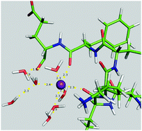 Graphical abstract: Factors controlling the selectivity for Na+ over Mg2+ in sodium transporters and enzymes