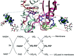 Graphical abstract: Temperature-dependent ESR and computational studies on antiferromagnetic electron transfer in the yeast NADH dehydrogenase Ndi1