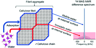 Graphical abstract: Water in cellulose: evidence and identification of immobile and mobile adsorbed phases by 2H MAS NMR