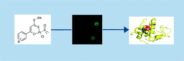 Graphical abstract: Platinum(ii) O,S complexes as potential metallodrugs against Cisplatin resistance