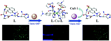 Graphical abstract: Fluorescence “on–off–on” peptide-based chemosensor for the selective detection of Cu2+ and S2− and its application in living cell bioimaging