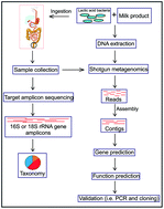 Graphical abstract: Potential applications of metagenomics to assess the biological effects of food structure and function