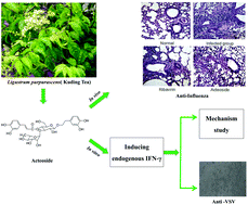 Graphical abstract: The antiviral effects of acteoside and the underlying IFN-γ-inducing action