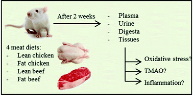 Graphical abstract: Short-term beef consumption promotes systemic oxidative stress, TMAO formation and inflammation in rats, and dietary fat content modulates these effects